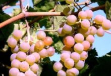 Фото - Как посадить виноград: пошаговая инструкция