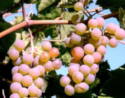 Фото - Как посадить виноград: пошаговая инструкция