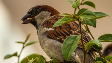Фото - Каких полезных птиц приманить на ваш участок и как это сделать: 6 идей