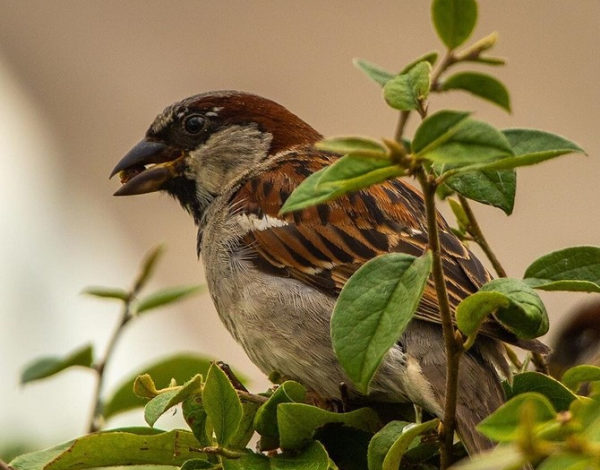 Фото - Каких полезных птиц приманить на ваш участок и как это сделать: 6 идей