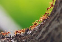 Фото - Как избавиться от муравьев на плодовых деревьях: 6 способов