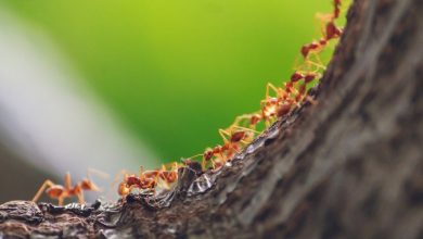 Фото - Как избавиться от муравьев на плодовых деревьях: 6 способов