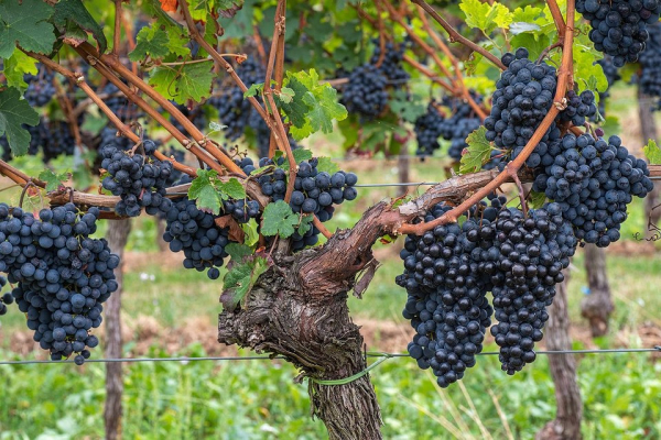 Фото - Как правильно обрезать виноград: инструкция для начинающих
